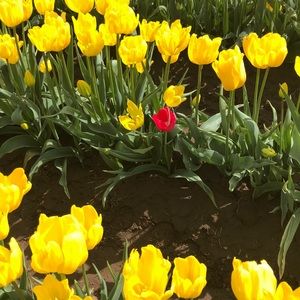 Meet your Posher, Gili